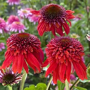 61ID+yQ1qVL._AC_UF350,